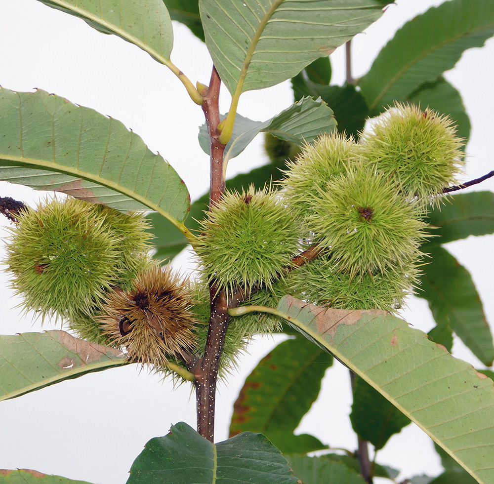 Изображение особи Castanea sativa.