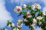 Hibiscus syriacus