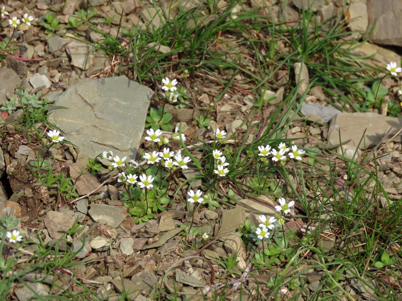 Изображение особи Erophila verna.