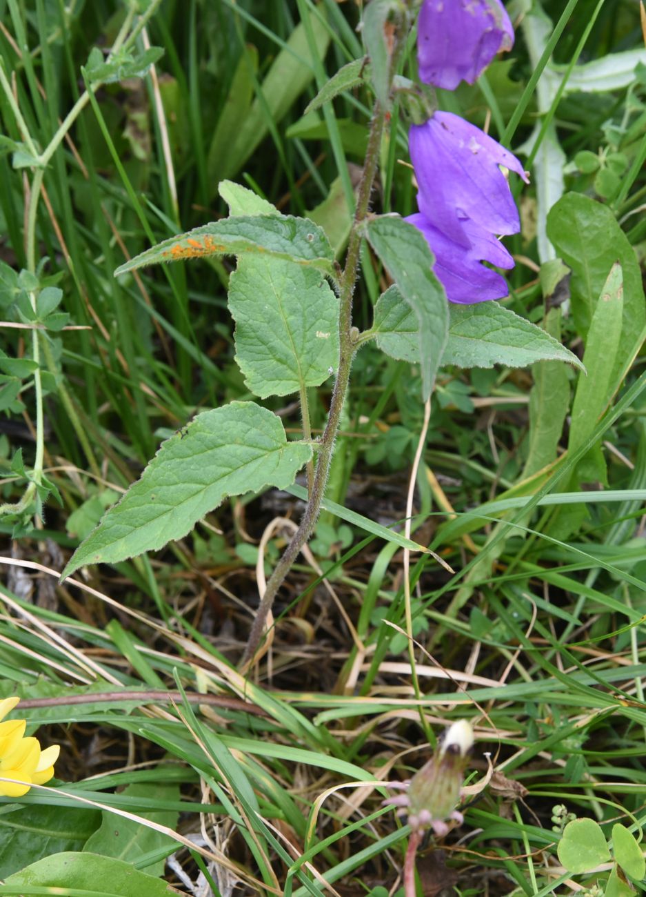 Image of Campanula rapunculoides specimen.