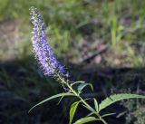 Veronica longifolia. Верхушка цветущего растения. Пермский край, Оханский р-н, Тулумбаихинское сельское поселение, Кунчурихинский бор, пойма ручья. 17.07.2022.