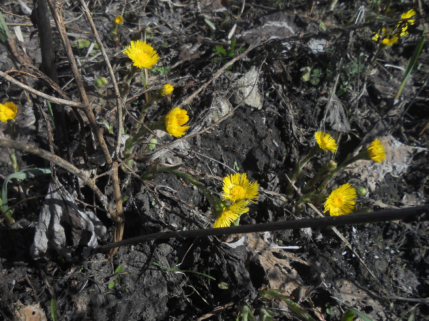 Image of Tussilago farfara specimen.