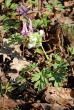 Corydalis solida. Цветущие растения белоцветковой (справа) и нормально окрашенной форм. Санкт-Петербург, Дудергофские высоты, широколиственный лес на склоне южной экспозиции. 26.04.2023.