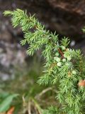 Juniperus sibirica. Верхушка растения с незрелыми шишкоягодами. Мурманская обл., окр. пос. Дальние Зеленцы. 06.08.2010.