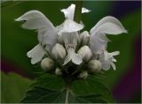 Lamium album