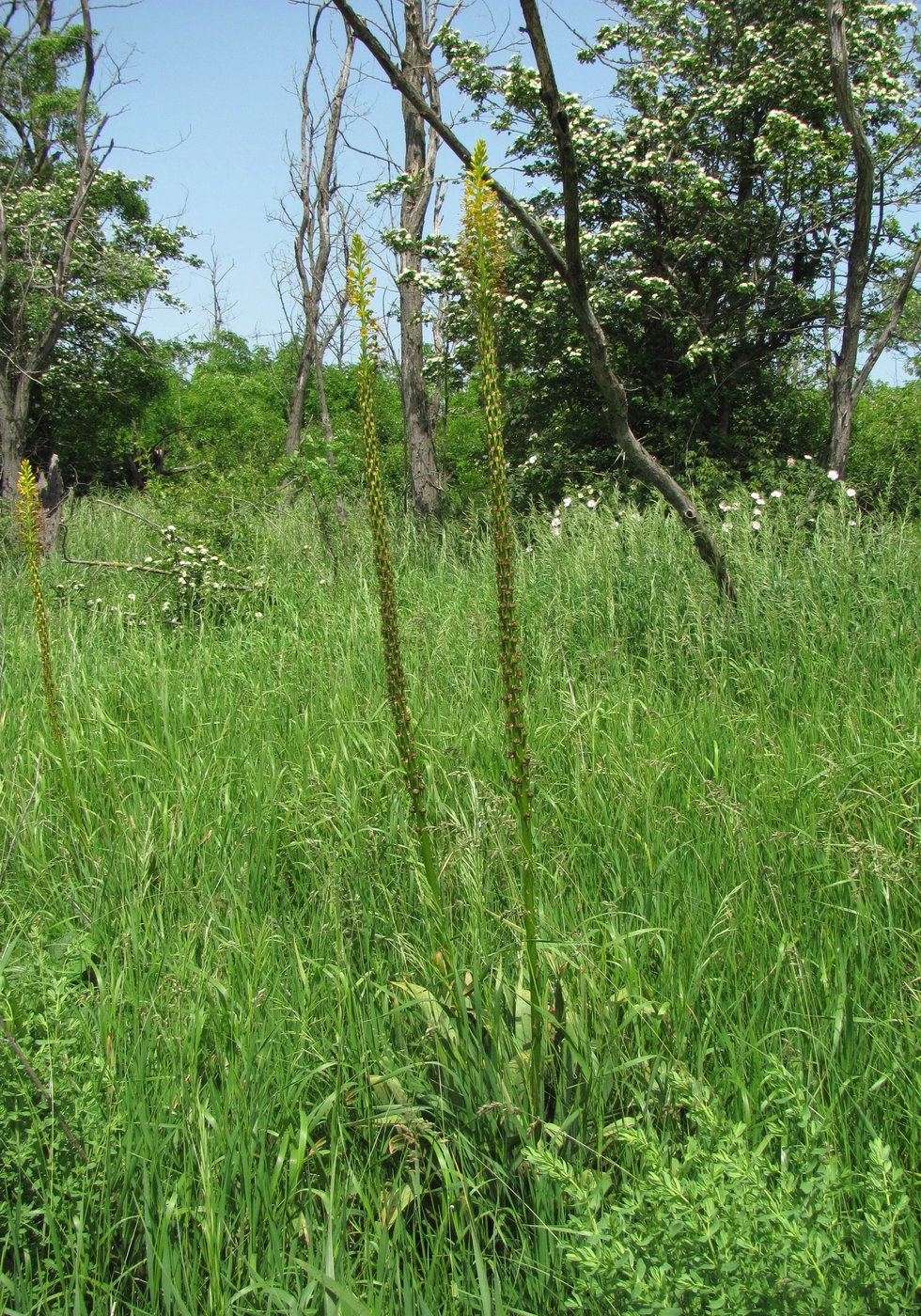 Image of Eremurus spectabilis specimen.