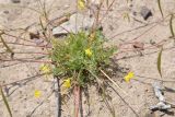 Hypecoum parviflorum. Цветущее и плодоносящее растение. Таджикистан, Согдийская обл., горы Окбель, лёссовый склон. 7 мая 2023 г.