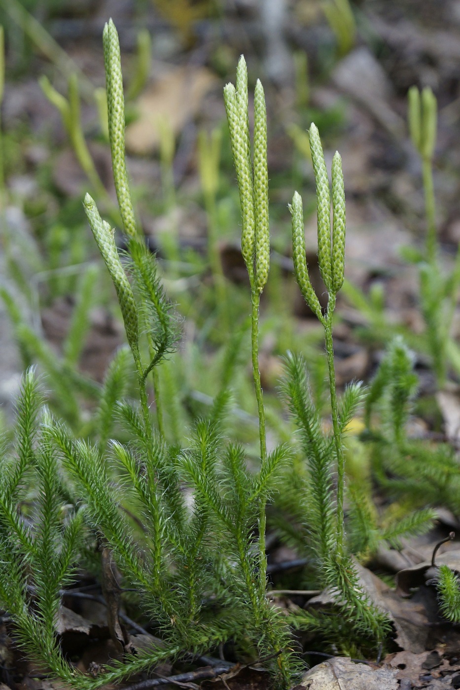 Image of Lycopodium clavatum specimen.