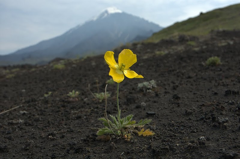 Image of Papaver microcarpum specimen.