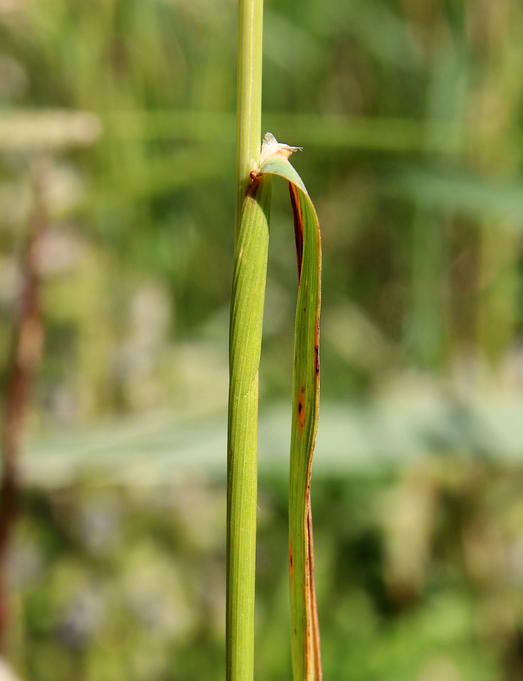 Изображение особи Arrhenatherum elatius.