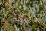 Salix pantosericea. Ветви с соплодиями. Кабардино-Балкария, Эльбрусский р-н, оз. Донгуз-Орун, ≈ 2500 м н.у.м., сырой пойменный луг. 23.08.2023.