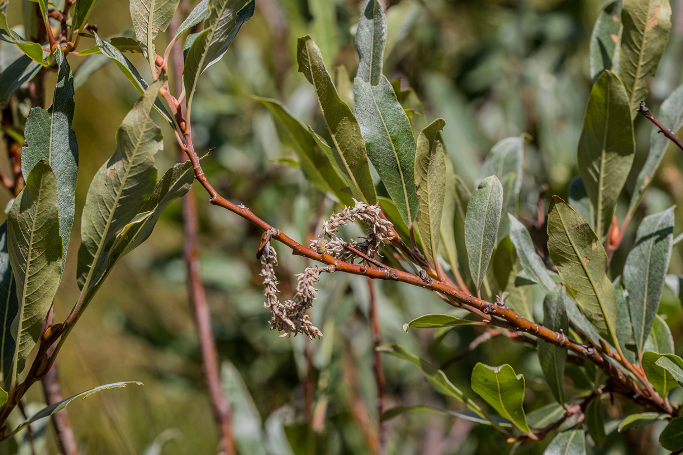 Image of Salix pantosericea specimen.