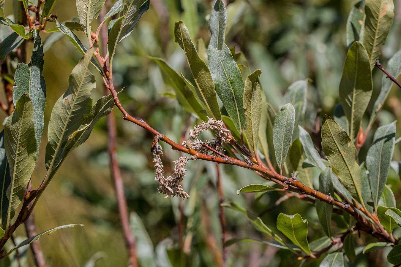 Изображение особи Salix pantosericea.