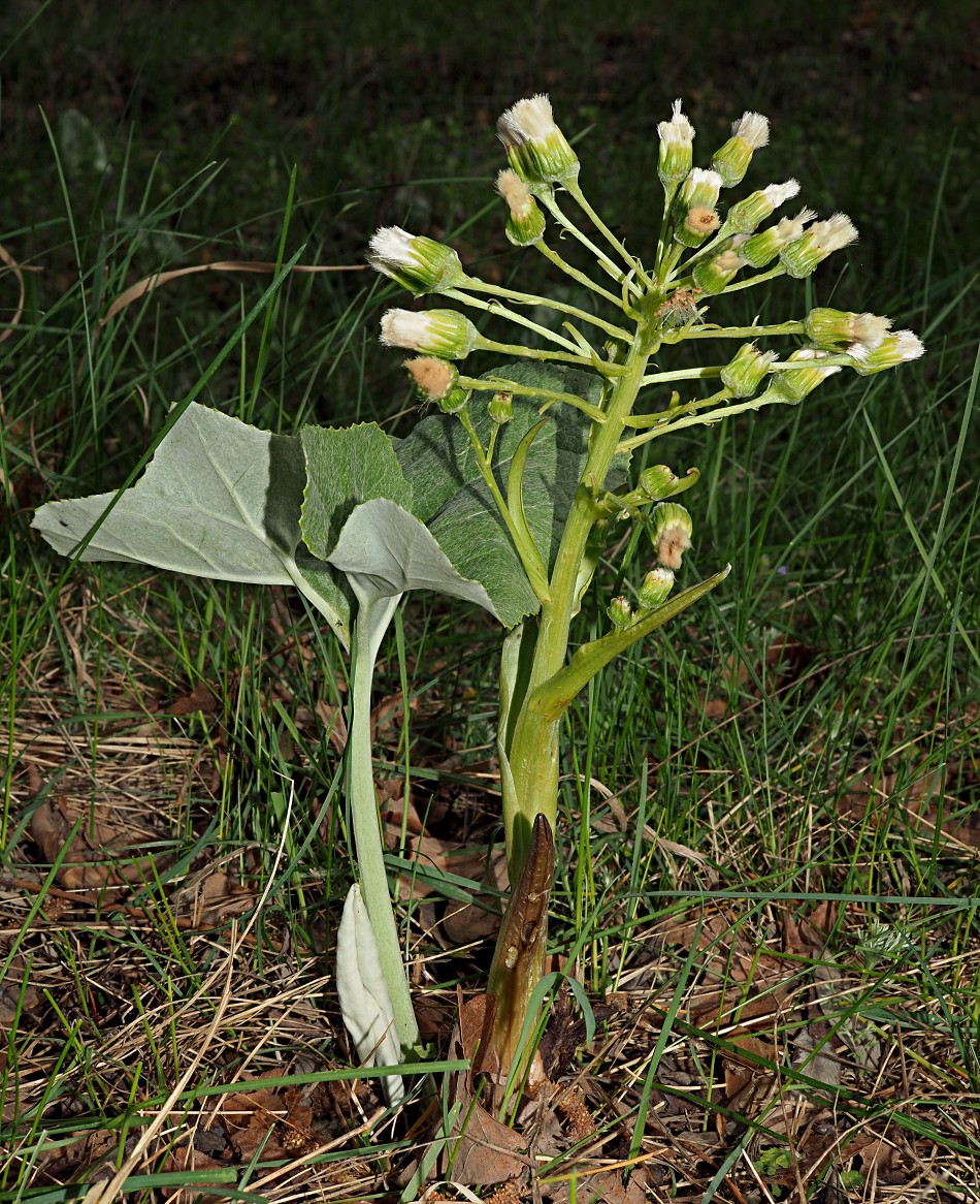 Изображение особи Petasites spurius.