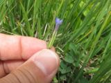 Gentiana nivalis