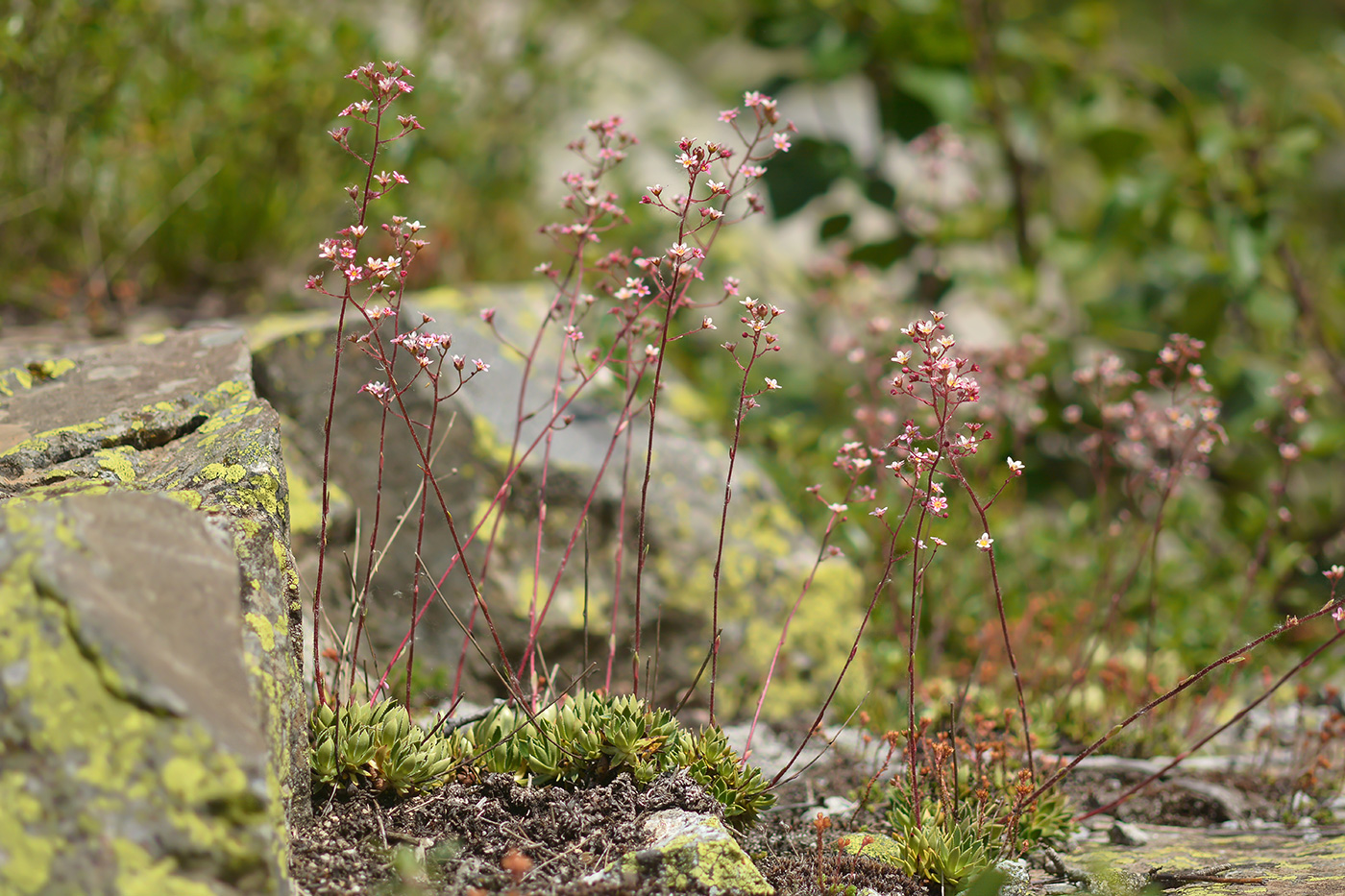 Изображение особи Saxifraga kolenatiana.