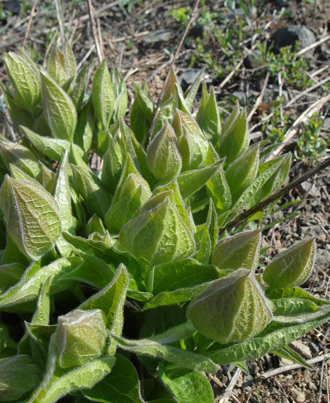 Image of Clematis integrifolia specimen.