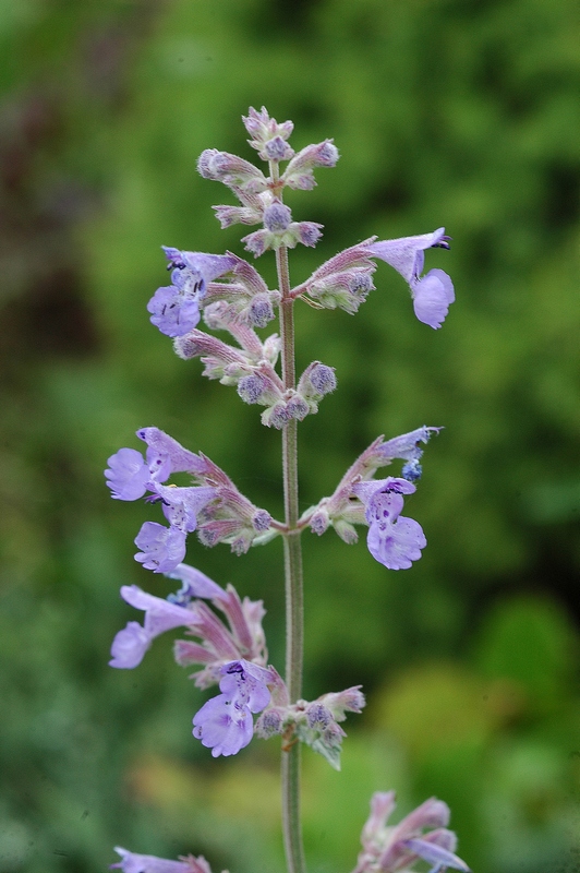 Изображение особи Nepeta &times; faassenii.