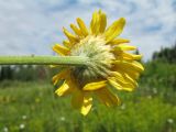 Anthemis tinctoria. Соцветие (вид со стороны обёртки). Казахстан, Восточно-Казахстанская обл., Глубоковский р-н, окр. с. Зимовьё; Западный Алтай, разнотравный луг среди смешанного леса. 30 июня 2023 г.