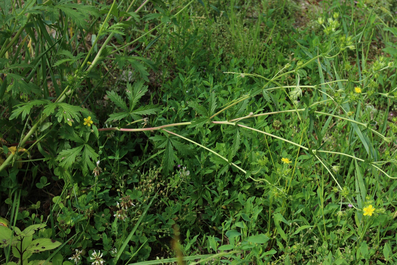 Image of Potentilla intermedia specimen.