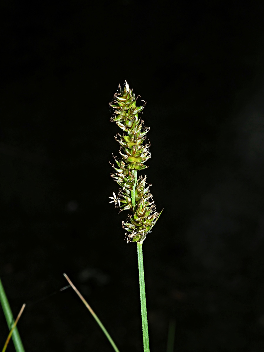 Изображение особи Carex diandra.