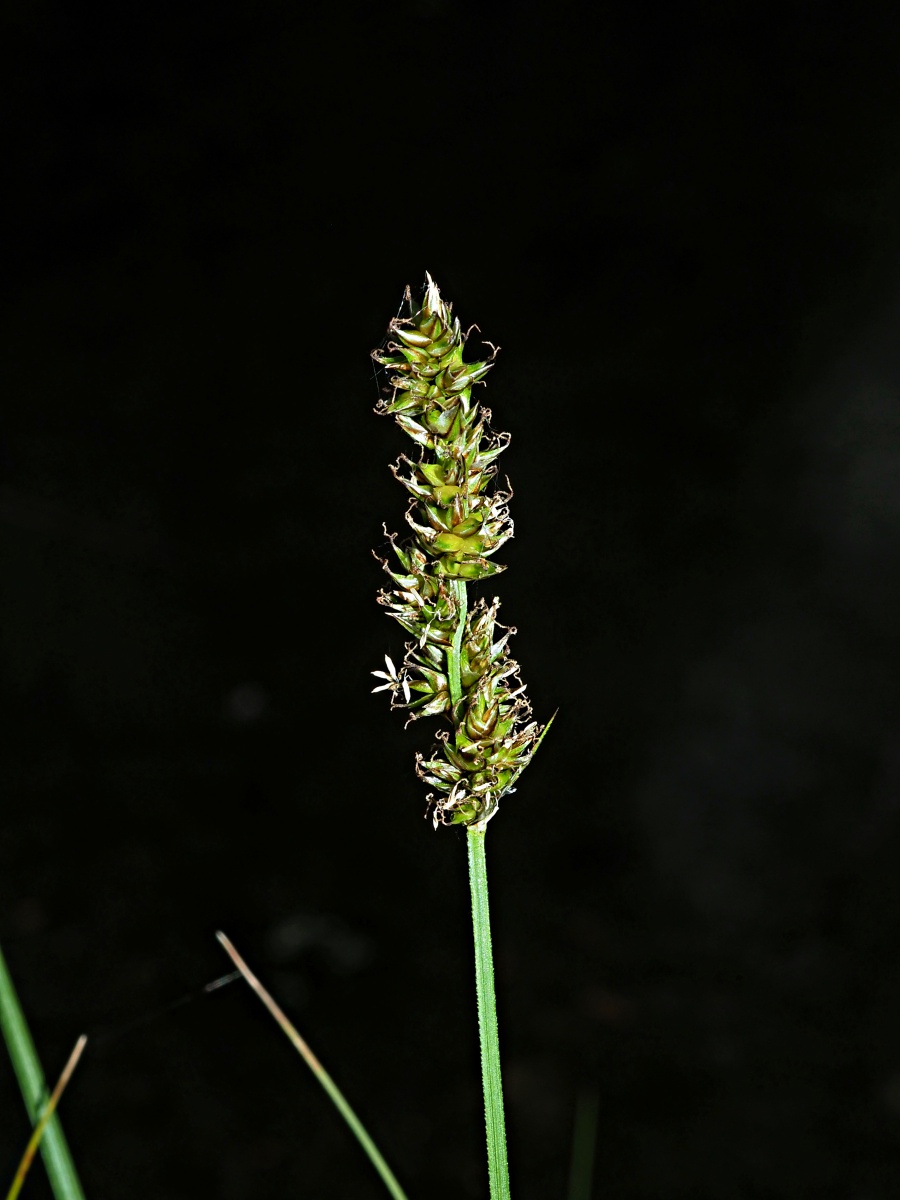 Image of Carex diandra specimen.