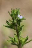 Veronica arvensis