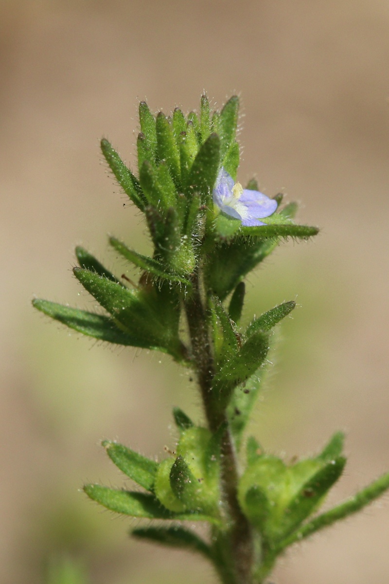 Image of Veronica arvensis specimen.