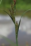 Carex acuta