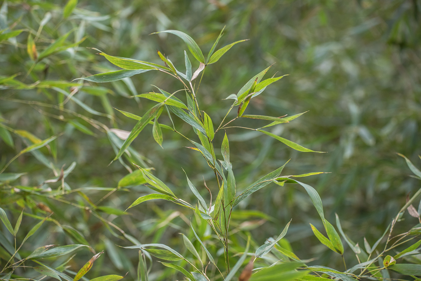 Изображение особи род Phyllostachys.