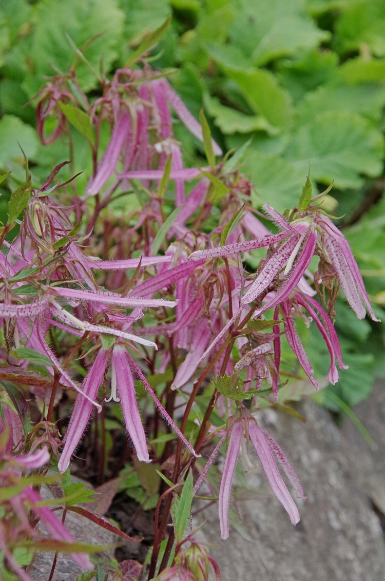 Image of Campanula punctata specimen.