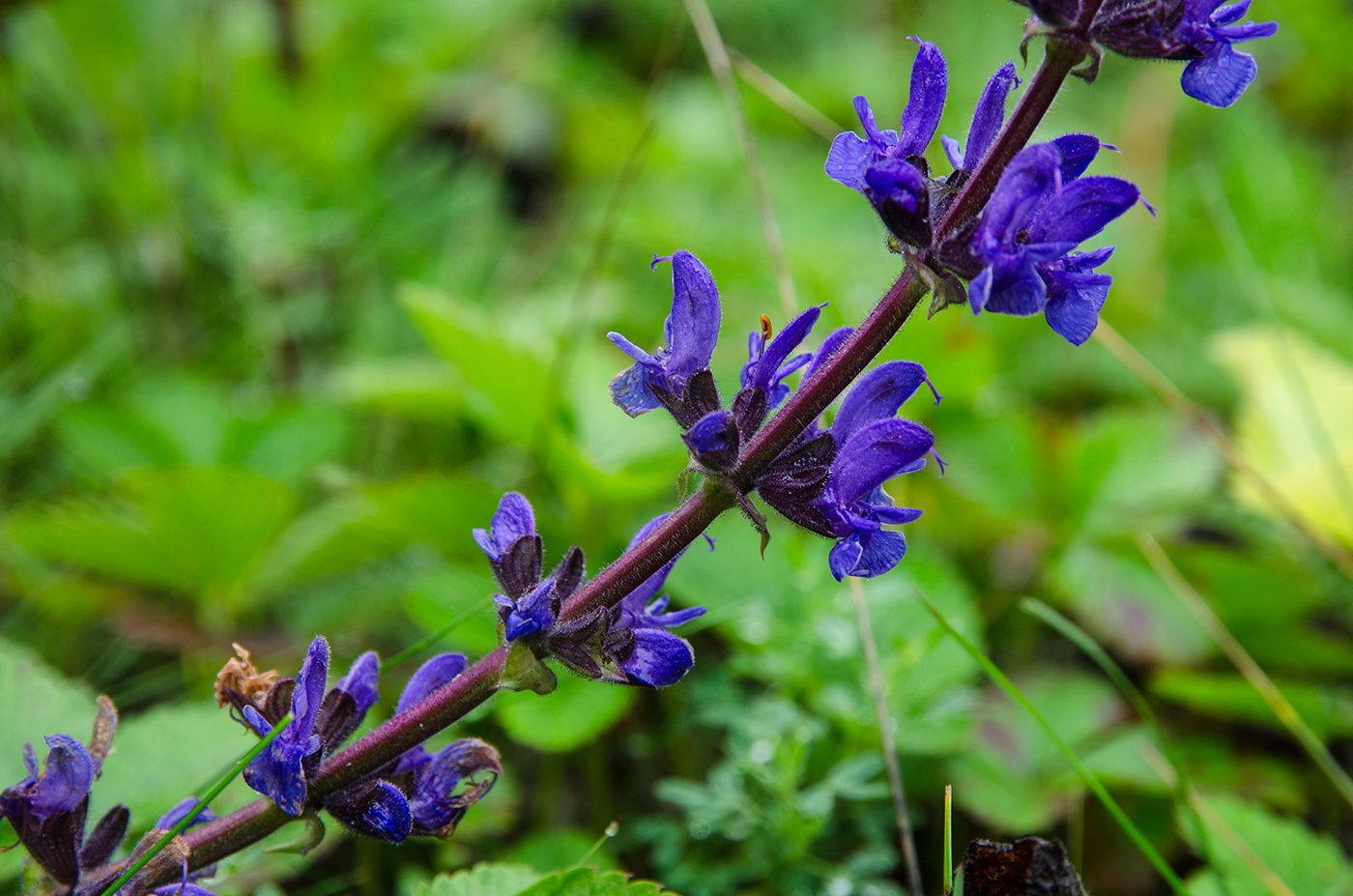 Изображение особи род Salvia.