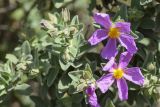 Cistus albidus