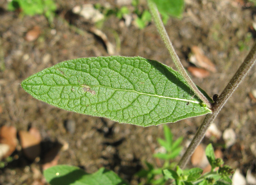 Изображение особи Inula conyza.