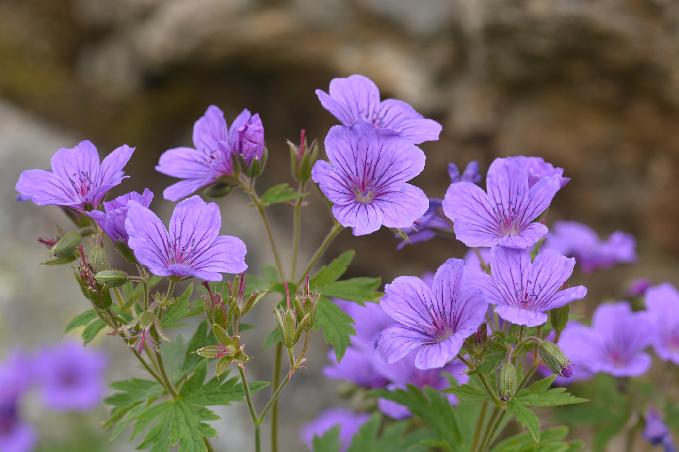 Изображение особи Geranium sylvaticum.