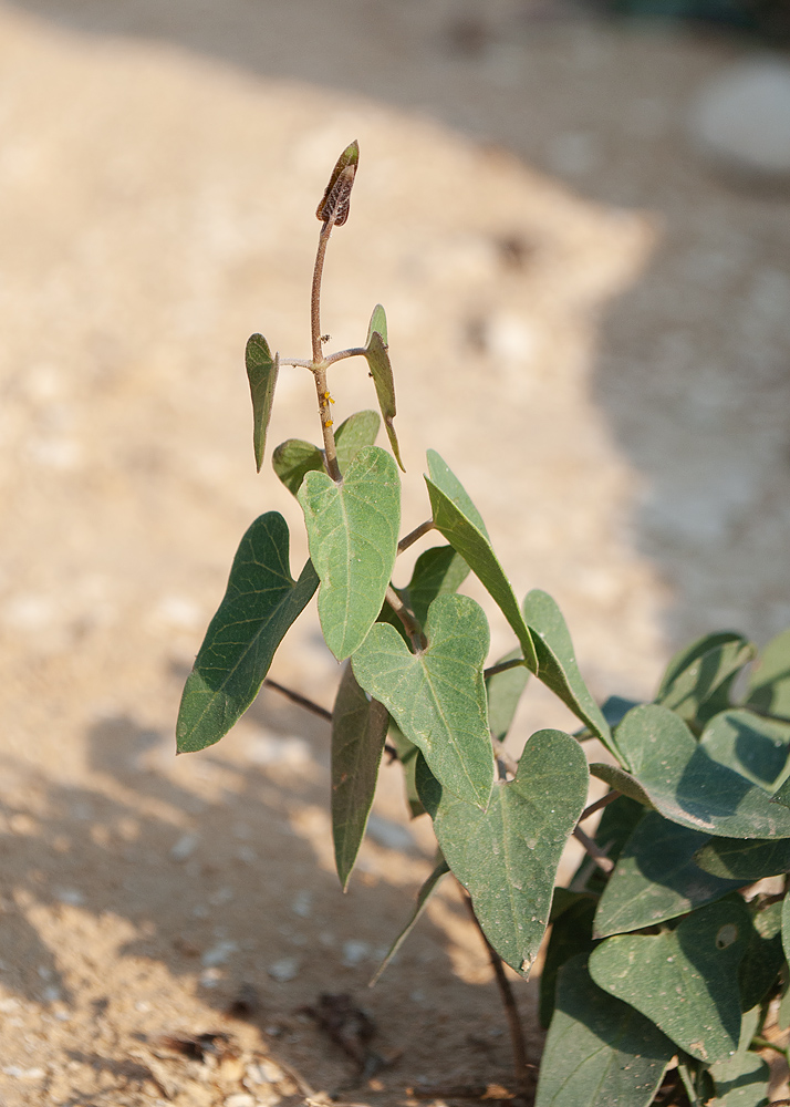 Image of Cynanchum acutum specimen.