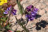 Vicia cracca. Верхушка побега с соцветиями. Ленинградская обл., Ломоносовский р-н, окр. Шепелёвского маяка; п-ов Каравалдай, берег Финского залива, песчано-валунный пляж у опушки рощи ольхи (Alnus glutinosa). 10.06.2023.