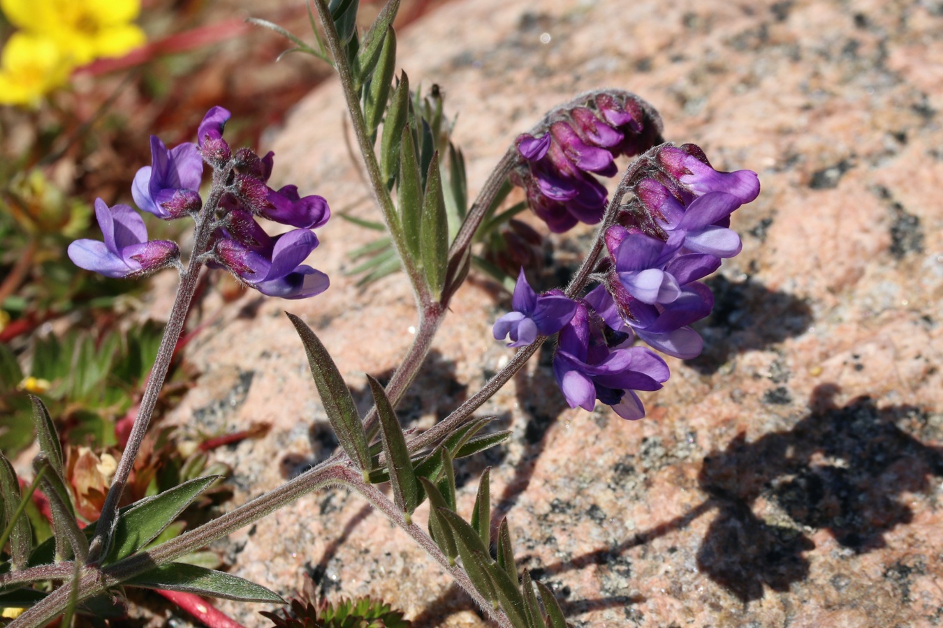 Изображение особи Vicia cracca.