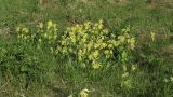 Primula veris