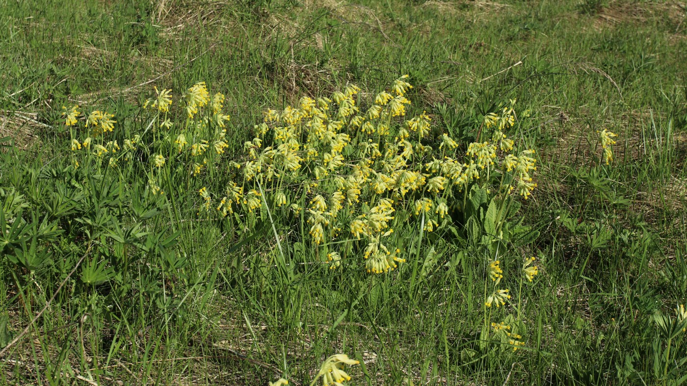 Image of Primula veris specimen.