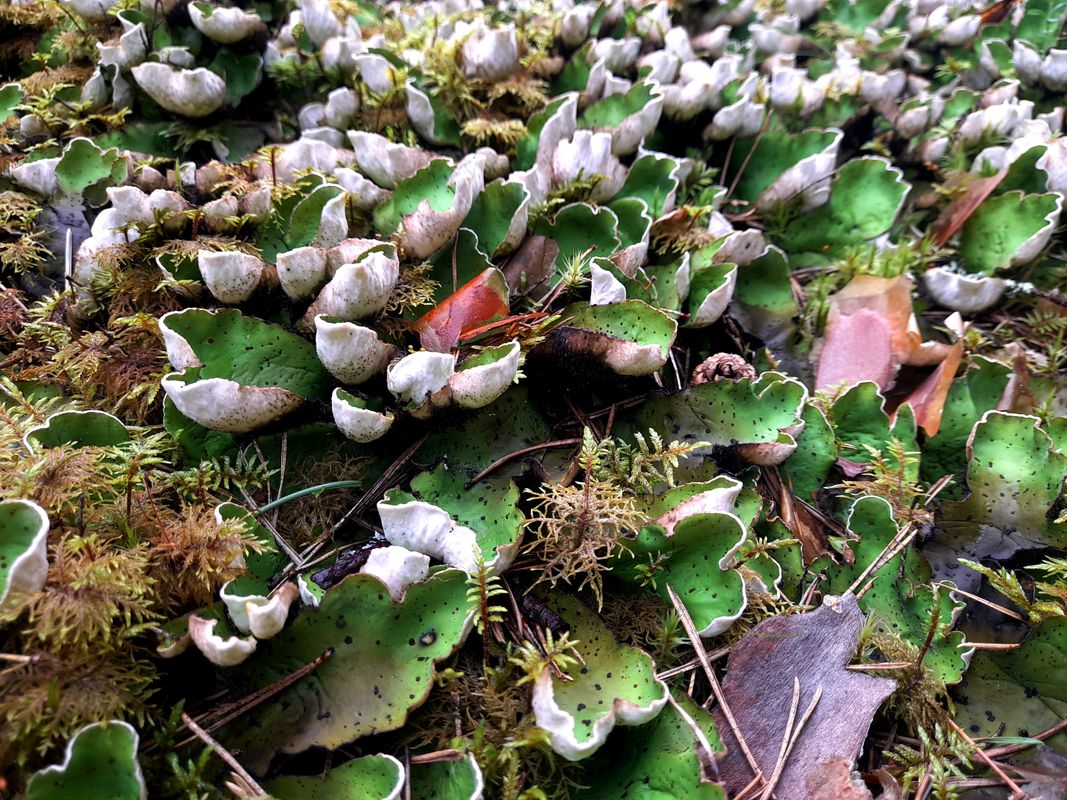 Изображение особи Peltigera aphthosa.