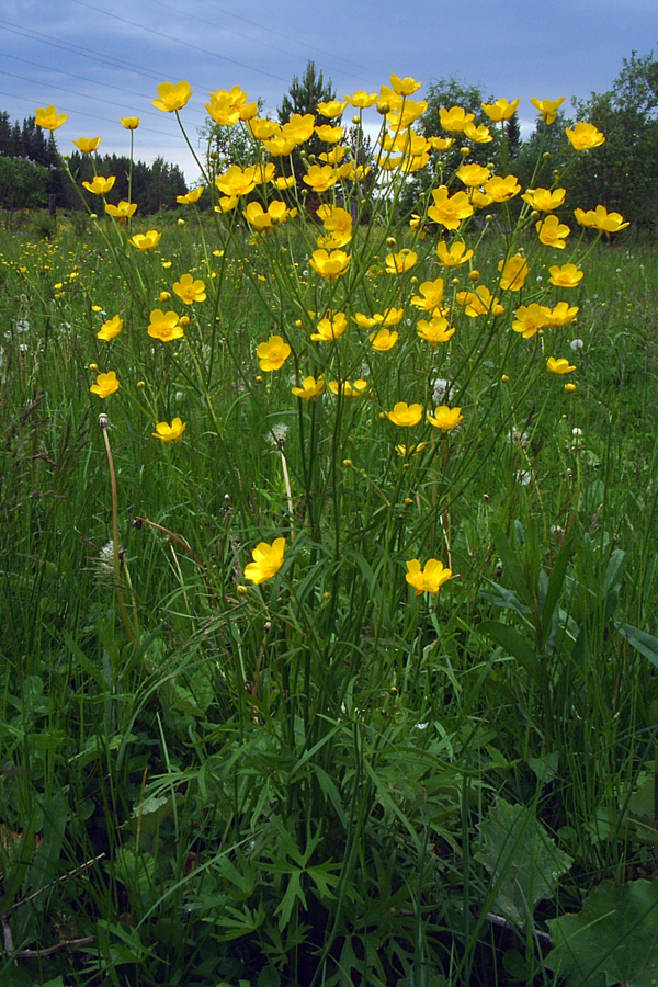 Изображение особи Ranunculus acris.