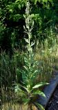 Verbascum lychnitis