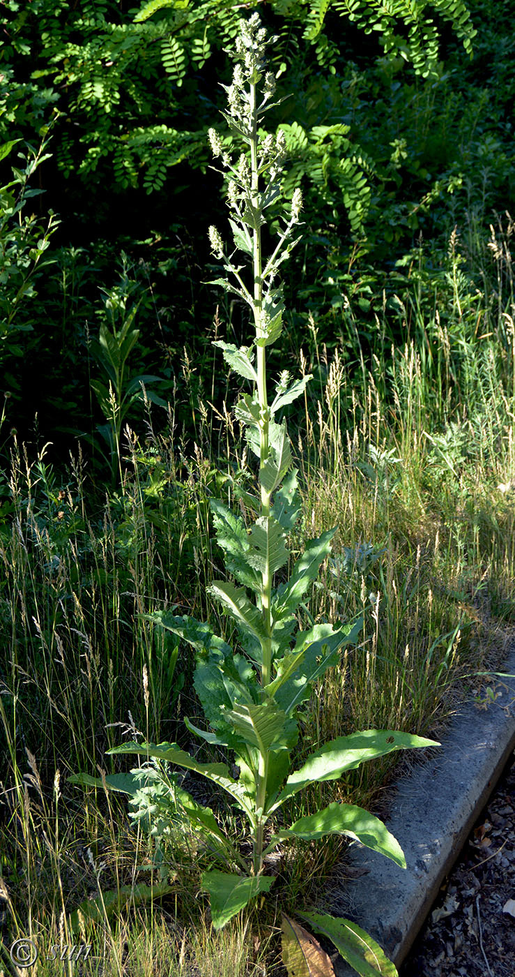 Image of Verbascum lychnitis specimen.