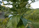 Verbascum lychnitis. Средняя часть стебля цветущего растения с листьями и основаниями генеративных побегов. Краснодарский край, Крымский р-н, окр. станицы Неберджаевская, долина р. Неберджай, на кромке обрыва высокого берега реки. 27.06.2024.