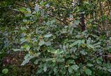 Frangula alnus