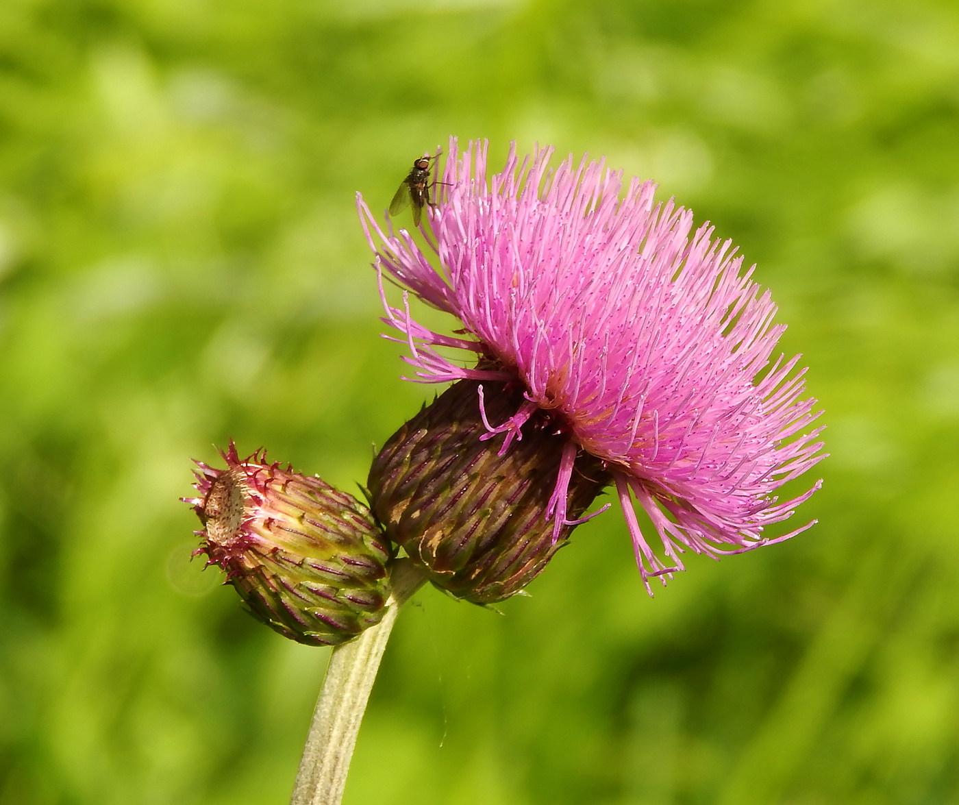 Image of Cirsium heterophyllum specimen.
