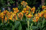 Canna × generalis