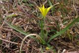 Gagea granatellii