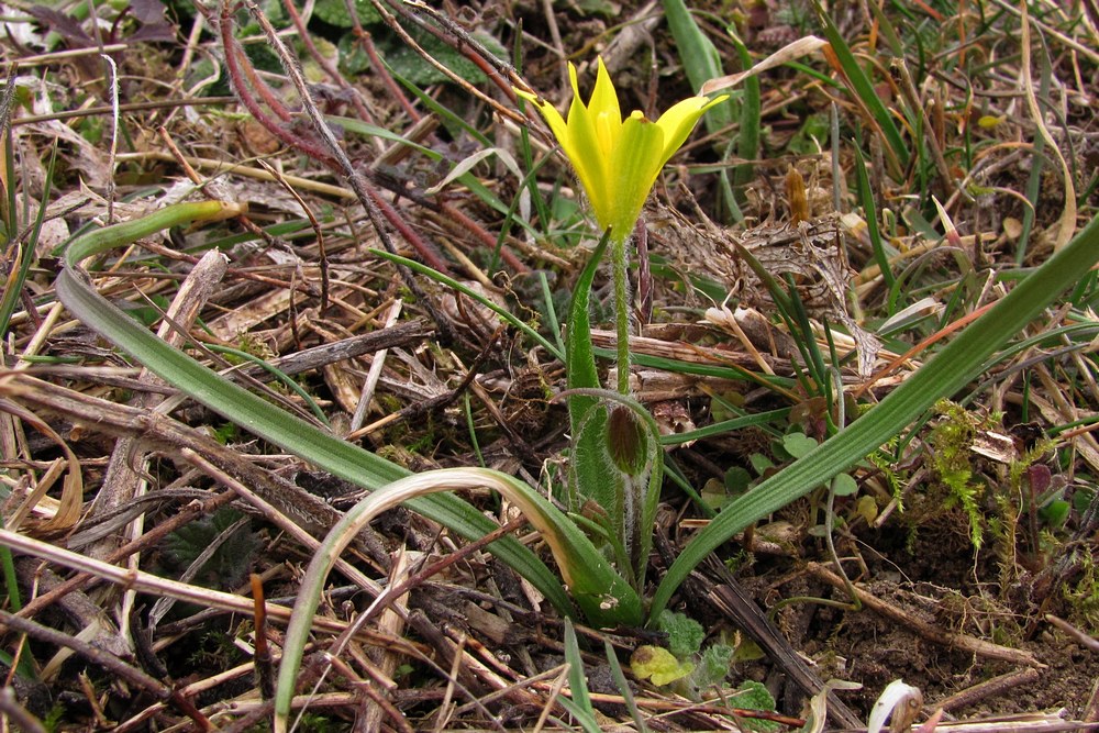 Image of Gagea granatellii specimen.